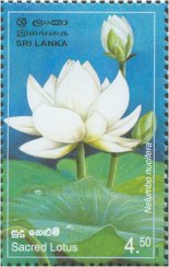 Provincial Flowers of Sri Lanka - Sacred Lotus - 