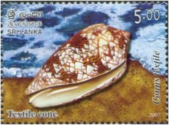 Seashells of Sri Lanka - Conus textile (Linnaeus, 1758) Textile cone - 