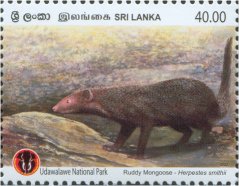 Udawalawa National Park - The Ceylon Ruddy Mongoose (Herpestes Smithil) - Sri Lanka Mint Stamps